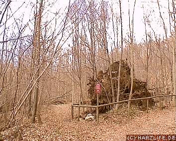 Im Naturschutzgebiet Hainholz